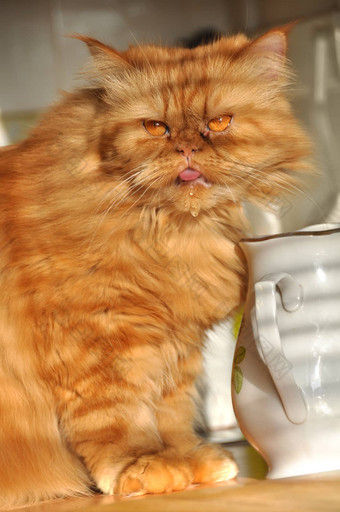 红色的猫喝水表格