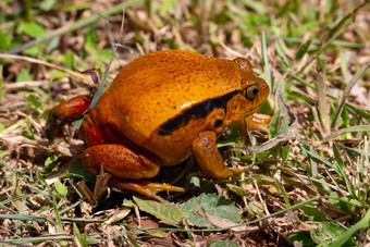大橙色青蛙坐着草