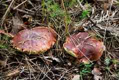 一对棕色（的）帽牛肝菌属蘑菇秋天森林