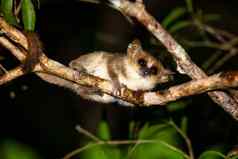 鼠标狐猴移动分支机构树