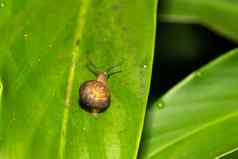 小蜗牛蜗牛壳牌绿色叶
