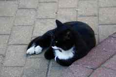 黑色的白色街猫说谎瓷砖