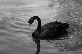 黑色的美丽的天鹅游泳湖阳光明媚的一天黑色的天鹅饲料水生植物小藻类鄙视粮食