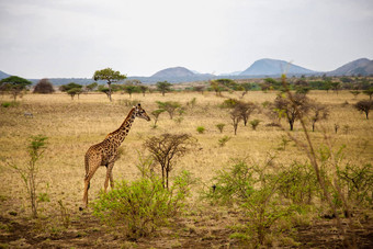 Safari肯尼亚长颈鹿看萨凡纳谅解备忘录