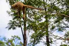 狐猴雨森林树跳来跳去树树