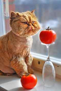 有趣的红色的猫坐着红色的番茄