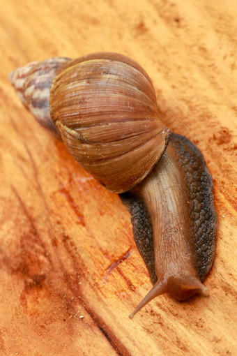前视图蜗牛阿查蒂纳Fulica非洲巨大的蜗牛阿查蒂娜marginata自然背景蜗牛木美丽的有图案的棕色（的）蜗牛爬木表面非洲蜗牛耸了耸肩