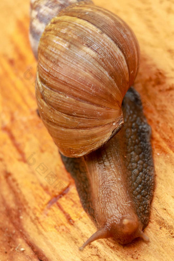 前视图蜗牛阿查蒂纳Fulica非洲巨大的蜗牛阿查蒂娜marginata自然背景蜗牛木美丽的有图案的棕色（的）蜗牛爬木表面非洲蜗牛耸了耸肩