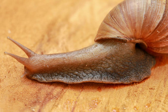 巨大的蜗牛黄芩属阿查蒂纳Fulica爬行木下午盘壳牌保护身体黏液使滋养奶油自然动物慢生活概念美丽的