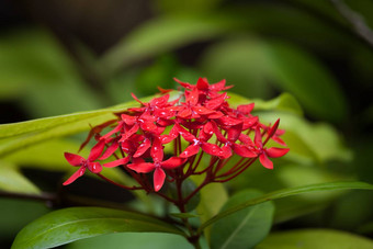 红色的花<strong>雨</strong>格罗普绿色树叶马尔代夫