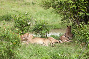 狮子家庭休息山