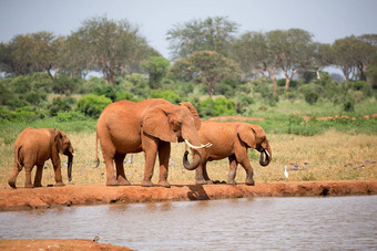 家庭大象喝水水潭