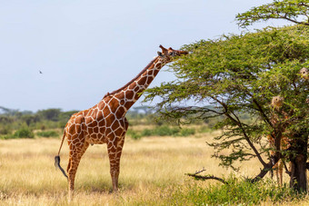 索马里<strong>长颈鹿吃</strong>叶子金合欢树