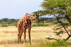 索马里长颈鹿吃叶子金合欢树