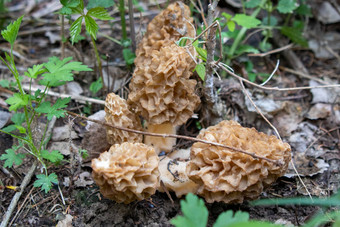 羊肚菌真正的羊肚菌属可食用的囊真菌密切相关的在解剖学上更简单的莫雷尔蘑菇