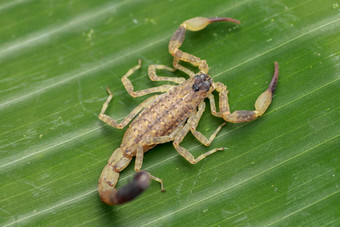 前视图有毒的蝎子利查斯鼯膜自然游泳蝎子中国人游泳蝎子华丽的树皮蝎子叶热带丛林