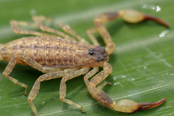 关闭宏黄色的棕色（的）蝎子绿色叶小动物有毒的爬行动物尾巴刺痛亨特猎物保护热带