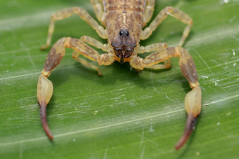 关闭宏黄色的棕色（的）蝎子绿色叶<strong>小动物</strong>有毒的爬行动物尾巴刺痛亨特猎物保护热带