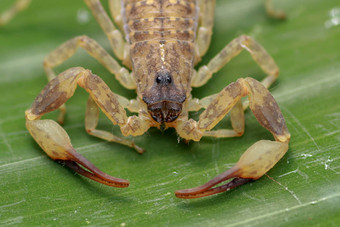 关闭宏黄色的棕色（的）蝎子绿色叶<strong>小</strong>动物有毒的爬行动物尾巴刺痛亨特猎物保护热带