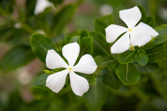 色彩斑斓的植物花岛马达加斯加