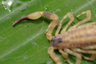 蝎子螯脚腱关闭游泳蝎子中国人游泳蝎子华丽的树皮蝎子叶热带丛林