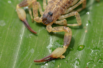 蝎子螯脚腱关闭游泳蝎子中国人游泳蝎子华丽的树皮蝎子叶热带丛林
