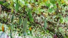 图像新鲜的绿色长黄瓜分支温室