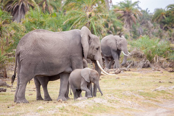 大象走萨凡纳肯尼亚