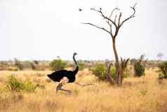 鸵鸟景观萨凡纳肯尼亚
