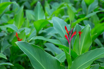 色彩斑斓的植物花岛马达加斯加