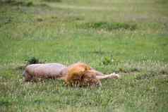 大狮子谎言草稀树大草原肯尼亚