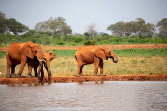 家庭大象喝水水潭