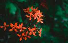 红色的花雨湿水Ixora红色的小花植物湿透了雨美丽的首页装饰植物花背景设计图片多雨的一天季风季节图片自然美关闭