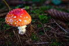 安妮塔致幻剂羊肚菌真菌蘑菇色彩鲜艳的秋天森林