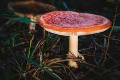 安妮塔致幻剂羊肚菌真菌蘑菇色彩鲜艳的秋天森林