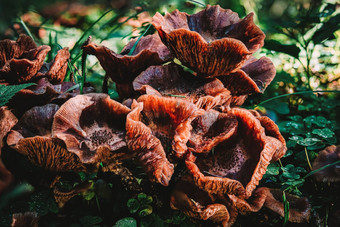蜜环菌奥斯托亚黑暗常见的蜂蜜真菌蘑菇色彩鲜艳的秋天森林
