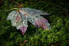 色彩斑斓的枫木叶色彩斑斓的秋天森林