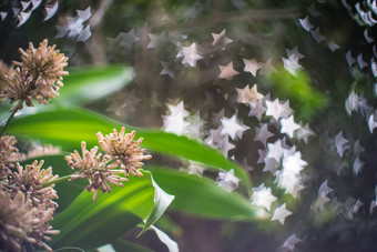 角好希望龙血树属植物<strong>桂花</strong>花特写镜头明星