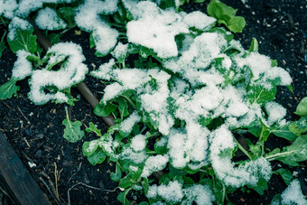 提高了床上花园灌溉系统亚洲山羊<strong>白菜</strong>雪覆盖达拉斯德州美国