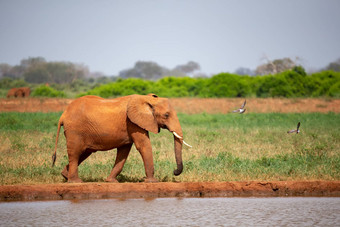 红色的大象喝水水潭