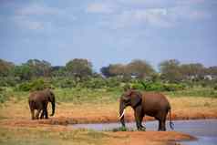 红色的大象水潭萨凡纳肯尼亚