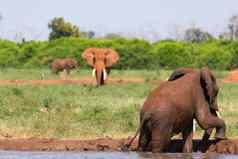 红色的大象洗澡水洞中间稀树大草原