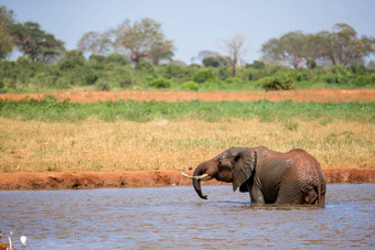 大象水潭萨凡纳肯尼亚