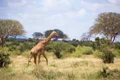 长颈鹿走布什风景萨瓦