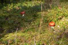 Russulaemetica一般过量的药物催吐的Russula呕吐Russula莫斯野生森林