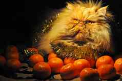 有趣的红色的波斯猫橘子水果