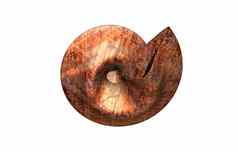 石头螺旋蜗牛贝壳结构
