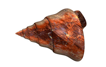 石头螺旋蜗牛贝壳结构