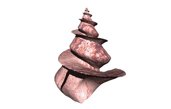 石头有图案的螺旋<strong>蜗牛壳</strong>牌