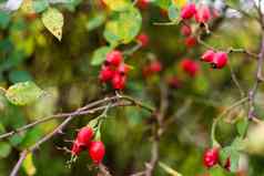 成熟的红色的秋天布瑞尔·罗浆果玫瑰布什分支